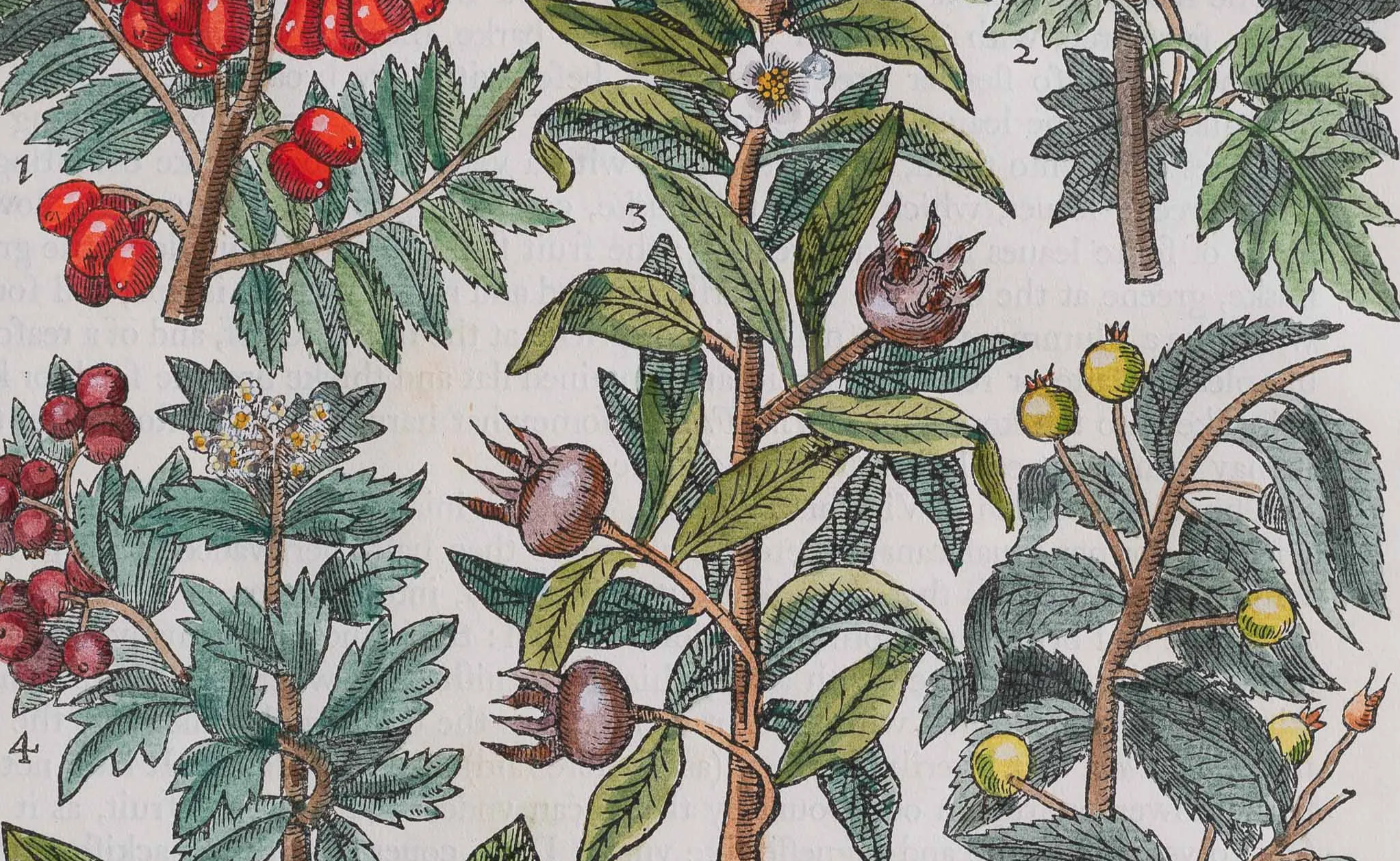 Two 16th-Century Physicians Disagreed on the Use of American Medicine. They Turned to God for Help.